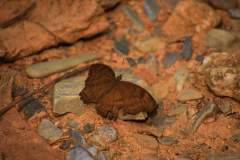 FB_IMG_1544095114302 (1)